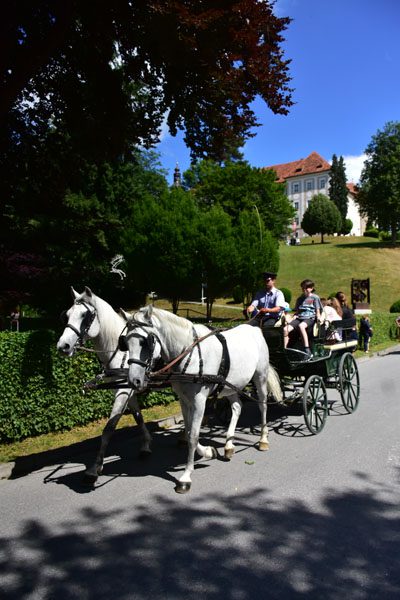 170618 lak gemeinschaftstag lipizzanergestuet piber-111
                                                