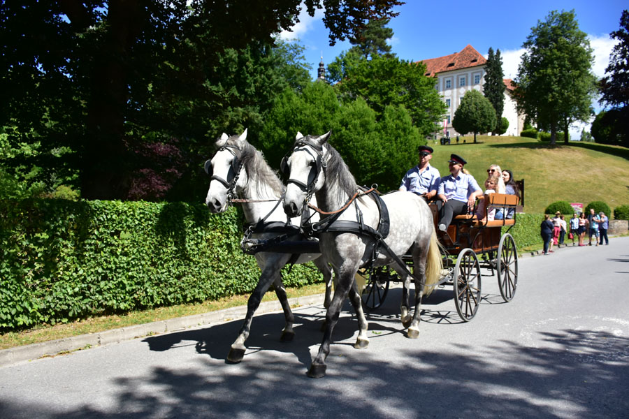 170618 lak gemeinschaftstag lipizzanergestuet piber-112
                                                