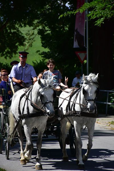 170618 lak gemeinschaftstag lipizzanergestuet piber-113
                                                