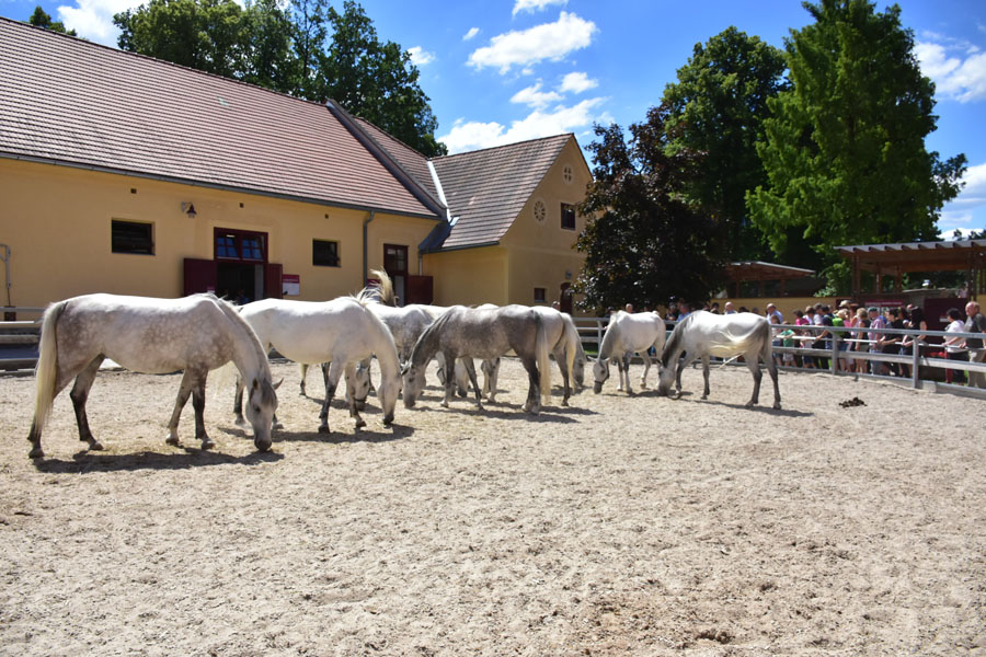 170618 lak gemeinschaftstag lipizzanergestuet piber-121
                                                