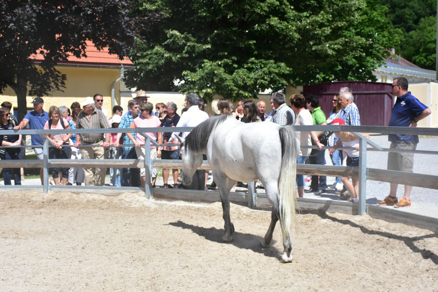 170618 lak gemeinschaftstag lipizzanergestuet piber-126
                                                