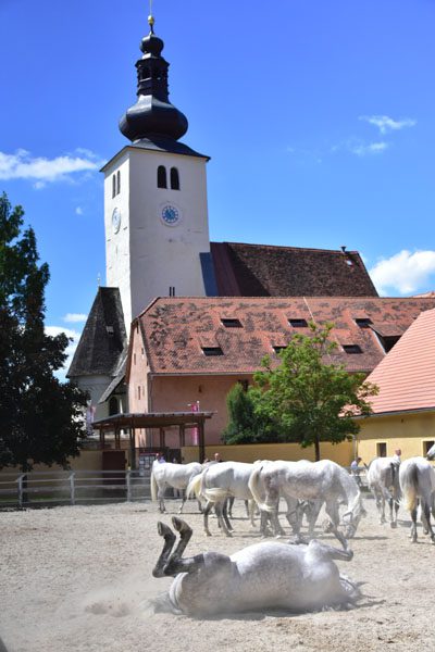 170618 lak gemeinschaftstag lipizzanergestuet piber-127
                                                