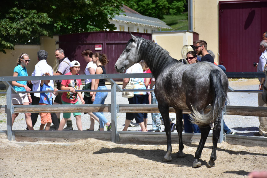 170618 lak gemeinschaftstag lipizzanergestuet piber-128
                                                