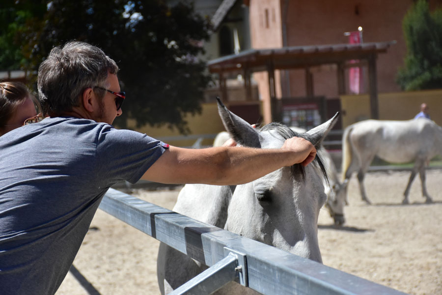 170618 lak gemeinschaftstag lipizzanergestuet piber-130
                                                