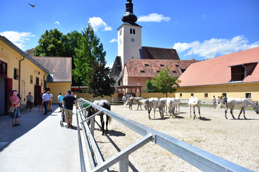 170618 lak gemeinschaftstag lipizzanergestuet piber-131
                                                