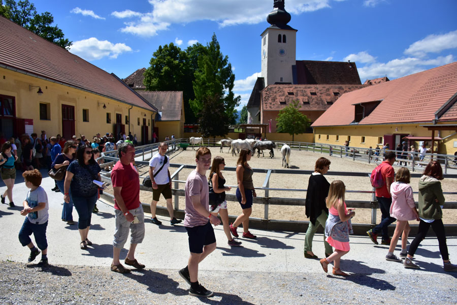 170618 lak gemeinschaftstag lipizzanergestuet piber-133
                                                