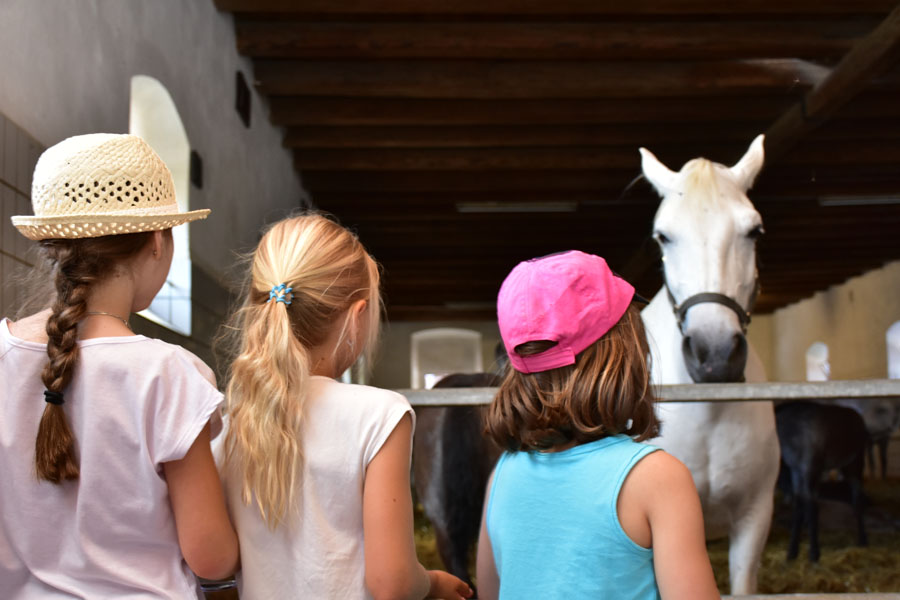 170618 lak gemeinschaftstag lipizzanergestuet piber-134
                                                