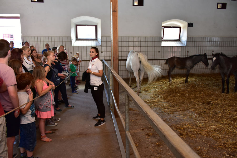 170618 lak gemeinschaftstag lipizzanergestuet piber-136
                                                