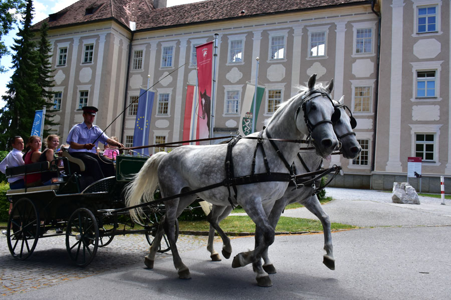 170618 lak gemeinschaftstag lipizzanergestuet piber-173
                                                