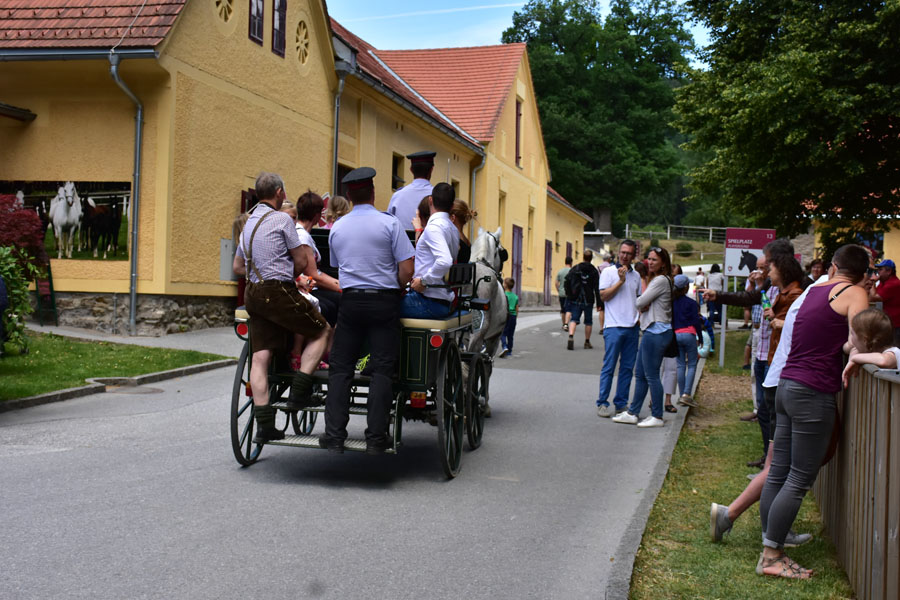 170618 lak gemeinschaftstag lipizzanergestuet piber-174
                                                