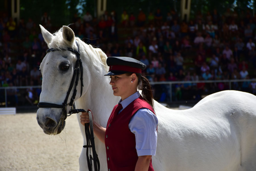 170618 lak gemeinschaftstag lipizzanergestuet piber-189
                                                