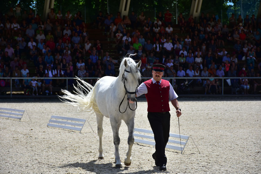 170618 lak gemeinschaftstag lipizzanergestuet piber-190
                                                