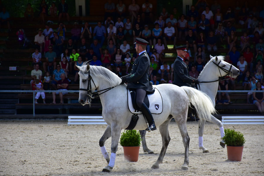 170618 lak gemeinschaftstag lipizzanergestuet piber-192
                                                