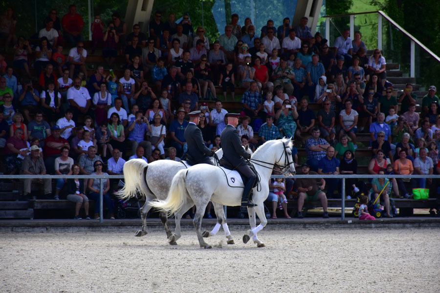 170618 lak gemeinschaftstag lipizzanergestuet piber-193
                                                