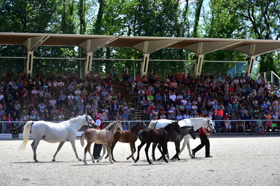 170618 lak gemeinschaftstag lipizzanergestuet piber-194
                                                