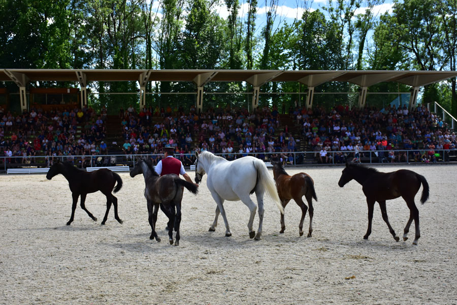 170618 lak gemeinschaftstag lipizzanergestuet piber-195
                                                