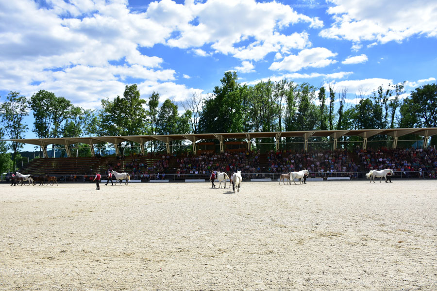 170618 lak gemeinschaftstag lipizzanergestuet piber-196
                                                