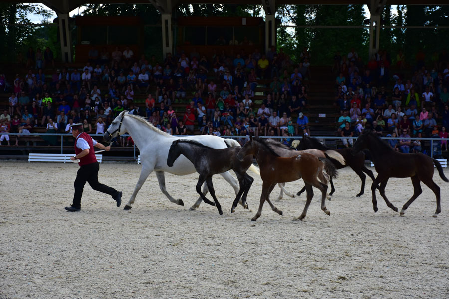 170618 lak gemeinschaftstag lipizzanergestuet piber-197
                                                