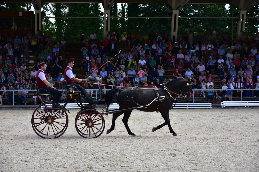 170618 lak gemeinschaftstag lipizzanergestuet piber-200
                                                