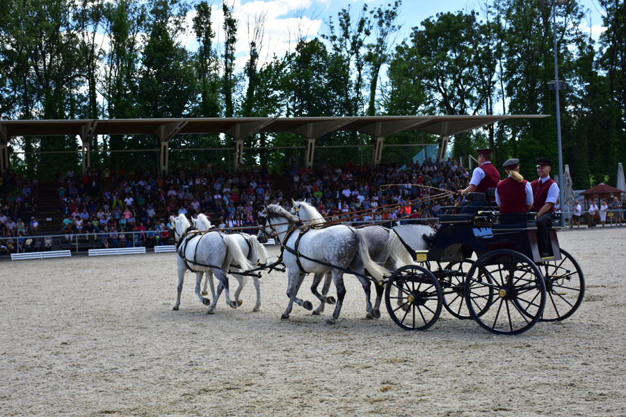 170618 lak gemeinschaftstag lipizzanergestuet piber-201
                                                