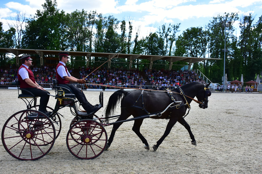 170618 lak gemeinschaftstag lipizzanergestuet piber-202
                                                