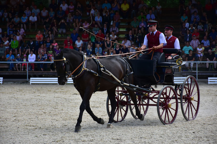 170618 lak gemeinschaftstag lipizzanergestuet piber-203
                                                