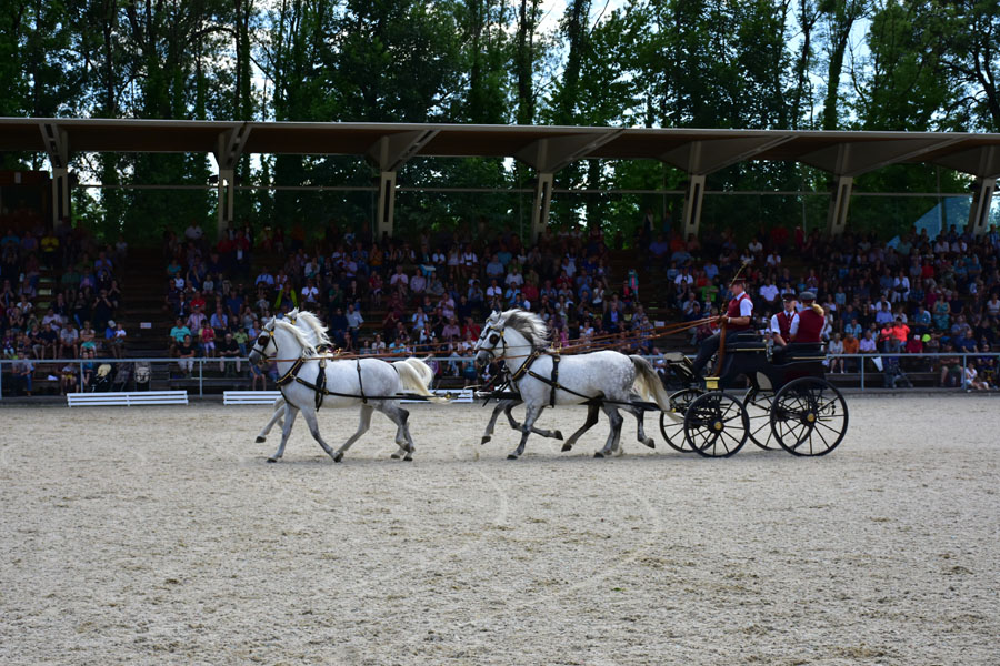 170618 lak gemeinschaftstag lipizzanergestuet piber-204
                                                