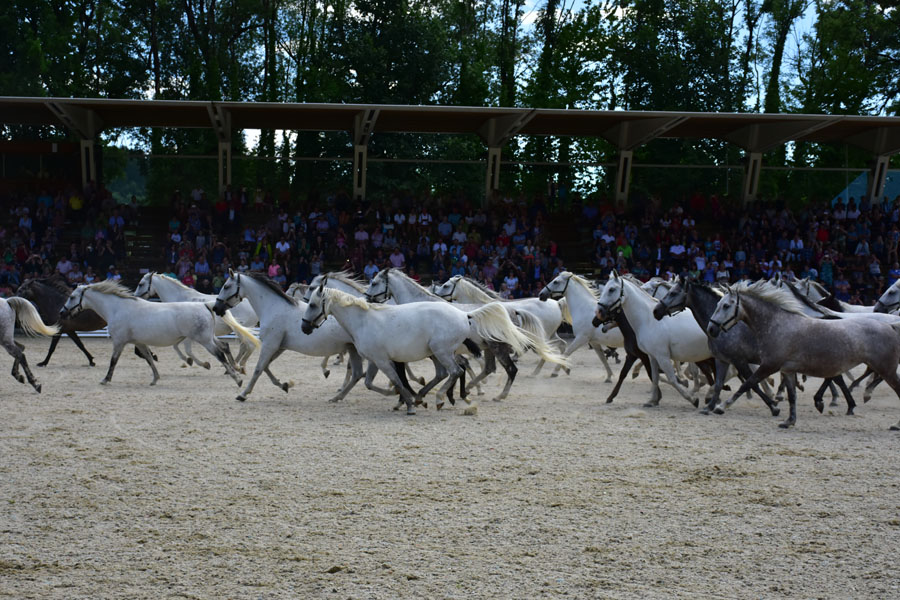 170618 lak gemeinschaftstag lipizzanergestuet piber-205
                                                