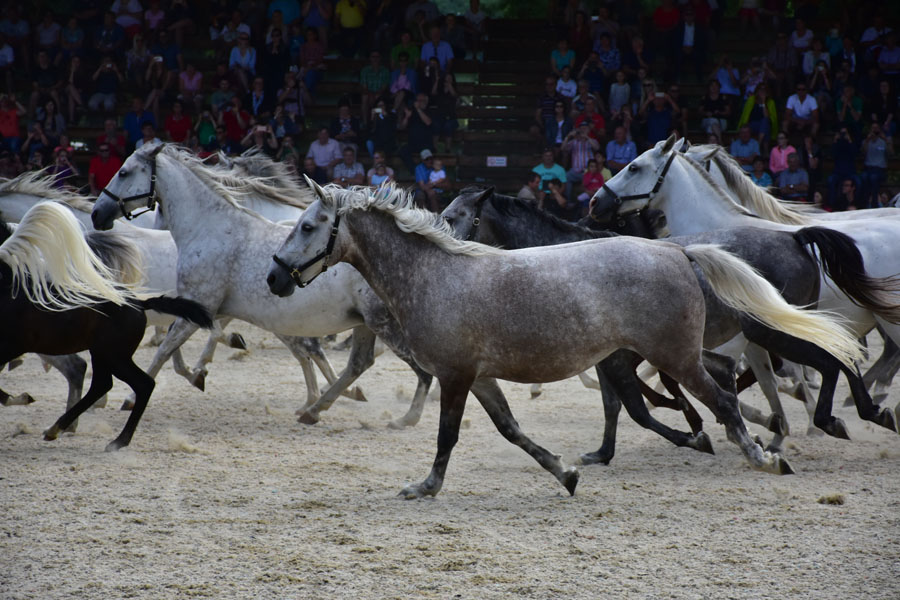 170618 lak gemeinschaftstag lipizzanergestuet piber-206
                                                