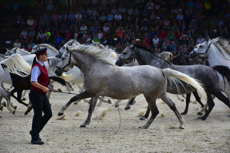 170618 lak gemeinschaftstag lipizzanergestuet piber-207
                                                