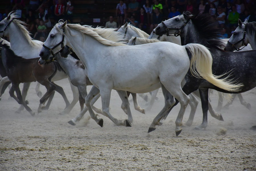 170618 lak gemeinschaftstag lipizzanergestuet piber-208
                                                