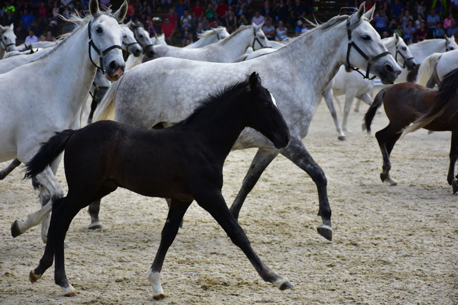 170618 lak gemeinschaftstag lipizzanergestuet piber-209
                                                