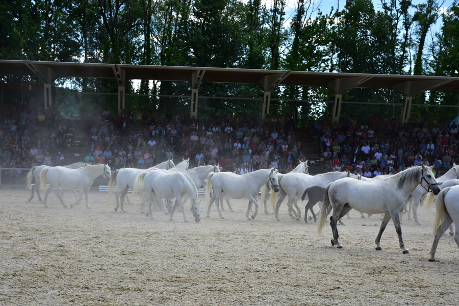 170618 lak gemeinschaftstag lipizzanergestuet piber-210
                                                