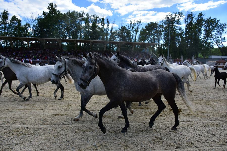 170618 lak gemeinschaftstag lipizzanergestuet piber-211
                                                