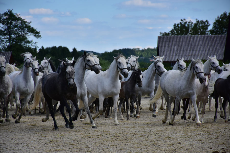 170618 lak gemeinschaftstag lipizzanergestuet piber-212
                                                