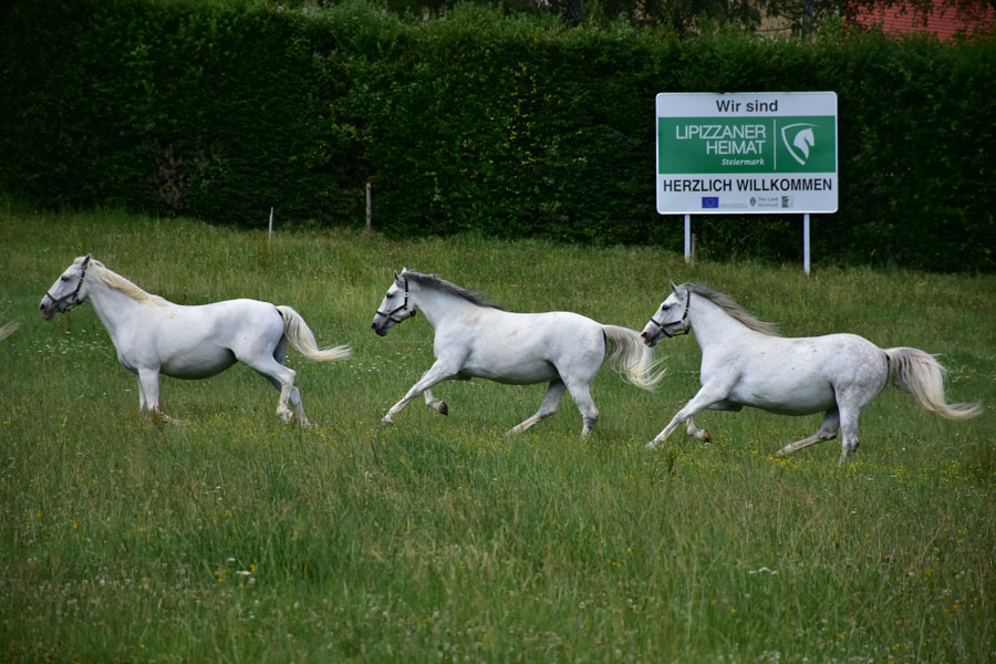 170618 lak gemeinschaftstag lipizzanergestuet piber-213
                                                