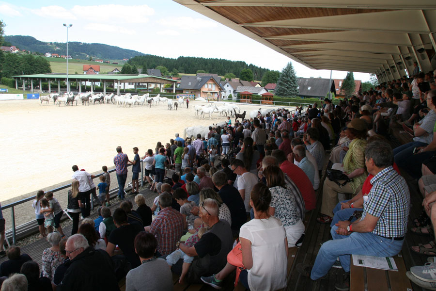 170618 lak gemeinschaftstag lipizzanergestuet piber-215
                                                