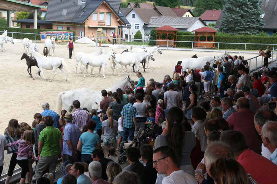 170618 lak gemeinschaftstag lipizzanergestuet piber-216
                                                